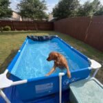 Intex 9.8ft x 6.6ft x 29.5in (300cm x 201cm x 75cm) Rectangular Above Ground Pool with Metal Frame & Flow Control Valve – Easy Setup Family Backyard Pool – 4,500L Capacity – Blue photo review