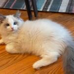 Roborock S8+ Robot Vacuum and Mop Combo, 6000Pa Suction, Sonic Mopping, Auto Mop Lift, Self-Empty Dock, 3D Obstacle Avoidance, Smart App Control, 60-Day Dust Bin, White photo review