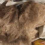 Shark AV2501AE AI Ultra Robot Vacuum with XL HEPA Self-Empty Base – 60-Day Capacity, Smart Mapping, LIDAR Navigation, Alexa Control, Perfect for Pet Hair, Carpet & Hard Floor, Bagless, Black photo review