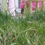 BLACK+DECKER 20V MAX Cordless 3-in-1 String Trimmer, 12″ (30.5 cm) Mower & Edger – Model MTC220 photo review