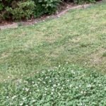 Greenworks 60V Brushless Cordless Push Lawn Mower – 17″ (43 cm) Deck, 4.0 Ah Battery & 3 A Rapid Charger, 40 Min Runtime photo review